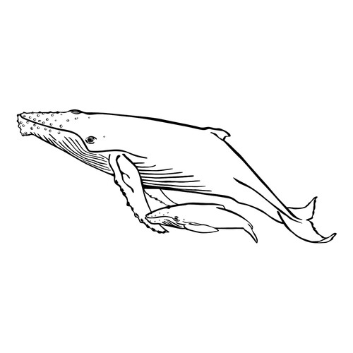 Humpback Whale Coloring Page free printable Fish Coloring Pages for Kids coloring page