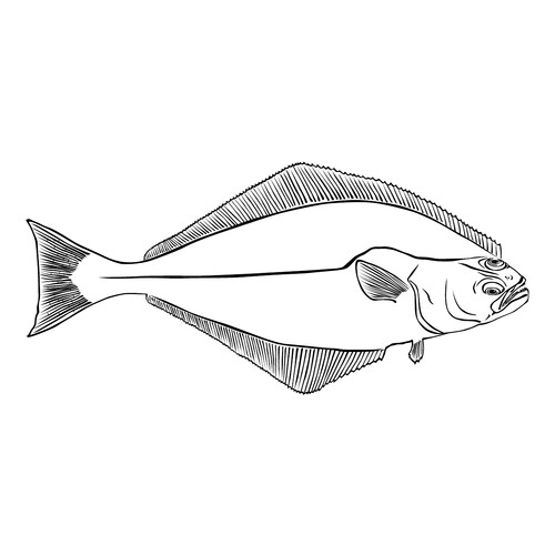 Halibut Coloring Page free printable Fish Coloring Pages for Kids coloring page