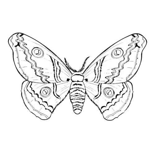Página para colorear: Mariposa peluda dibujo para colorear gratis de Mariposas – láminas para colorear. Mariposas y flores