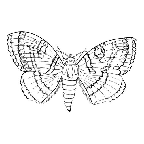 Página para colorear: Mariposa joven dibujo para colorear gratis de Mariposas – láminas para colorear. Mariposas y flores