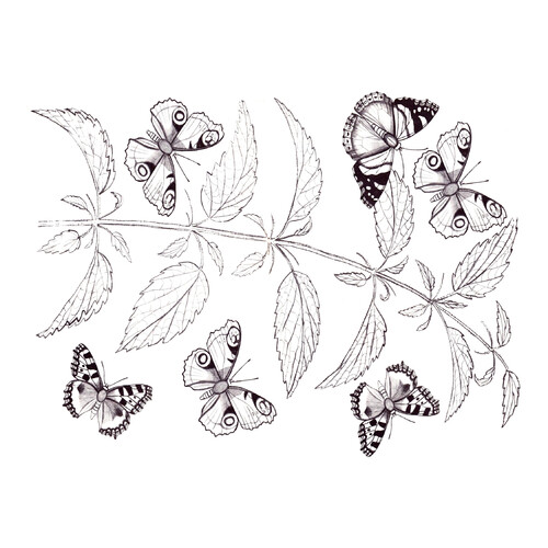 Dibujo para colorear: Familia de mariposas en la ramita dibujo para colorear gratis de Mariposas – láminas para colorear. Mariposas y flores
