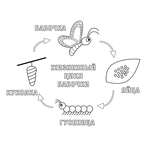 Página para colorear: Ciclo de vida de la mariposa dibujo para colorear gratis de Mariposas – láminas para colorear. Mariposas y flores
