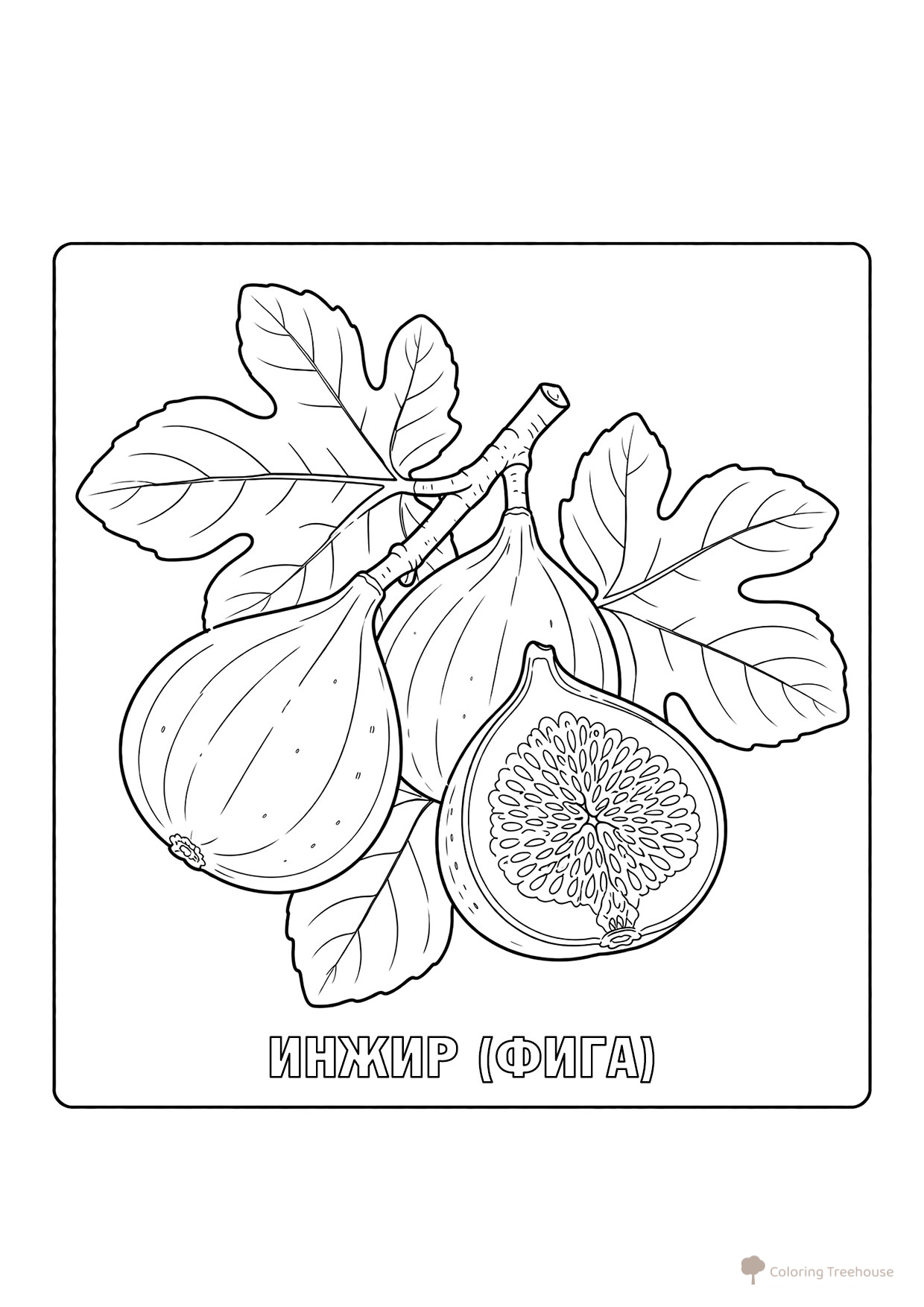 Fig Coloring Page free printable Berry and Fruit Coloring Pages coloring page