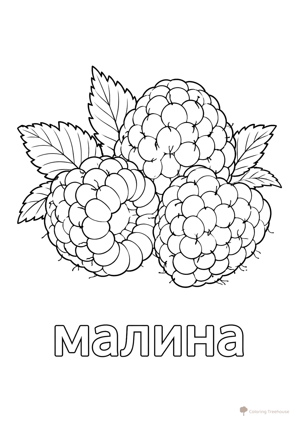 Raspberry Coloring Page free printable Berry and Fruit Coloring Pages coloring page