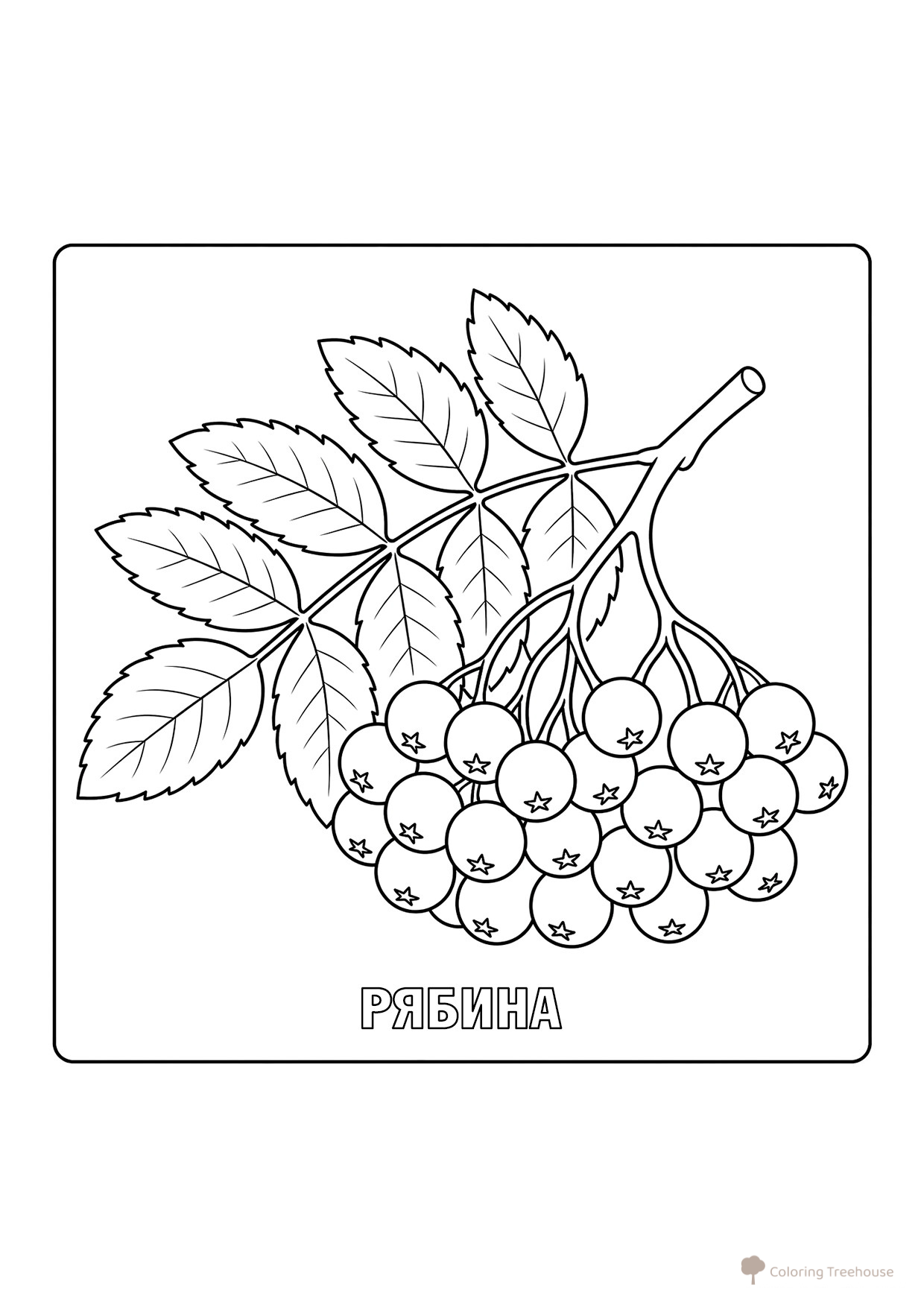 Página para colorear: Serbal (Ryábina) dibujo para colorear gratis de Berry and Fruit Coloring Pages