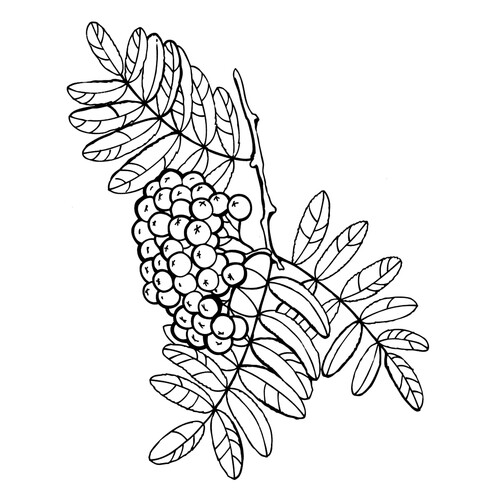 Página para colorear: Serbal (Ryábina) dibujo para colorear gratis de Berry and Fruit Coloring Pages