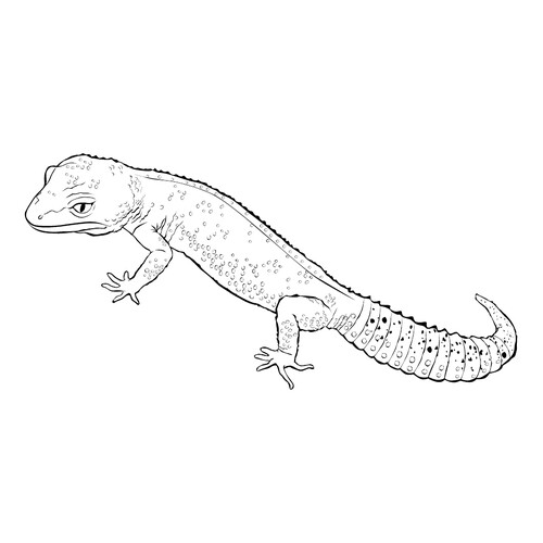 Página para colorear: Gekkon (Геккон) dibujo para colorear gratis de Páginas para colorear de lagartos