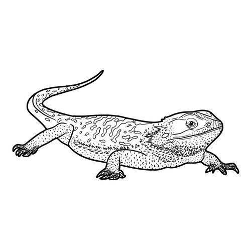 Realistic Lizard Coloring Page free printable Lizard Coloring Pages coloring page