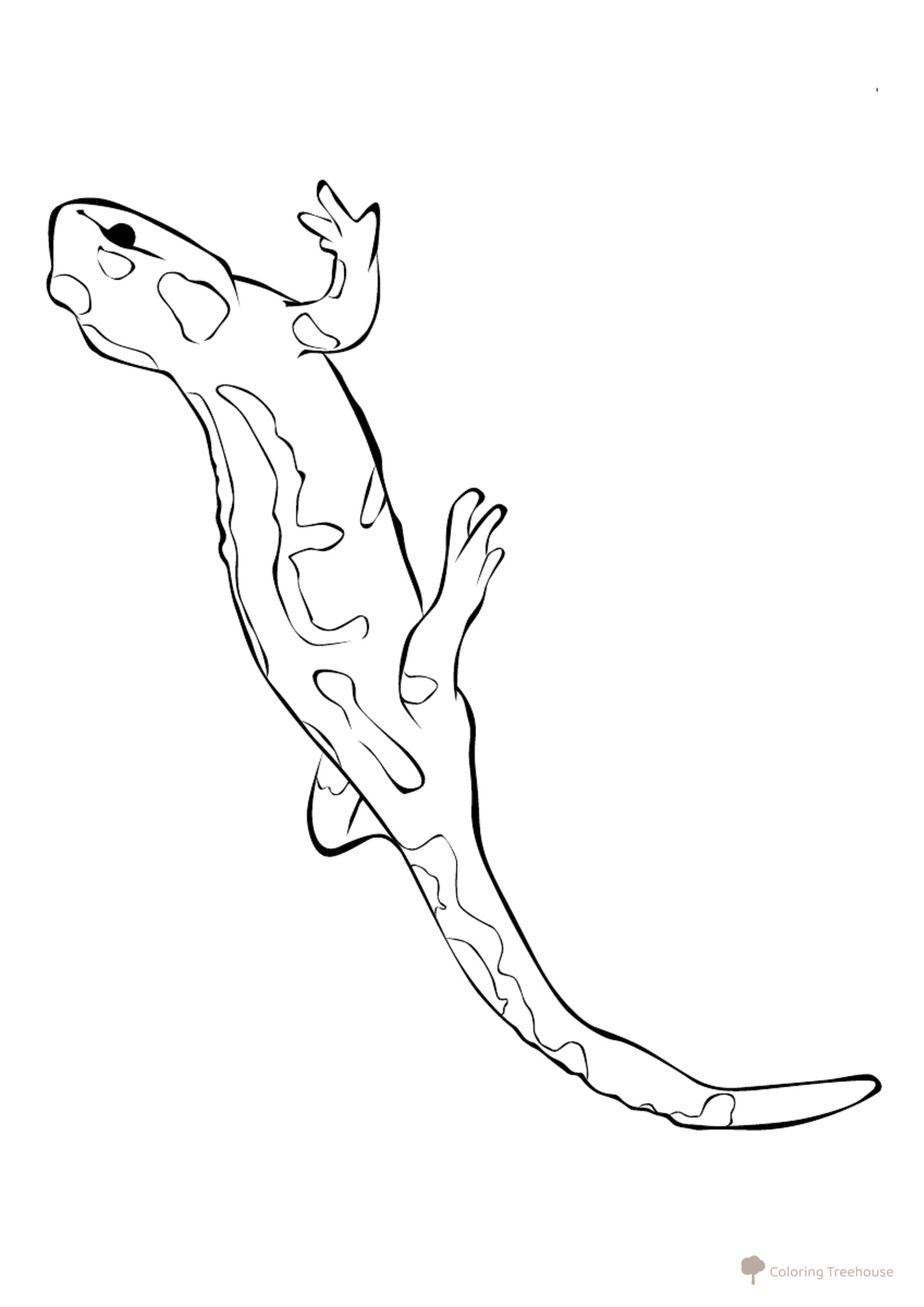 Página para colorear: Salamandra dibujo para colorear gratis de Páginas para colorear de lagartos
