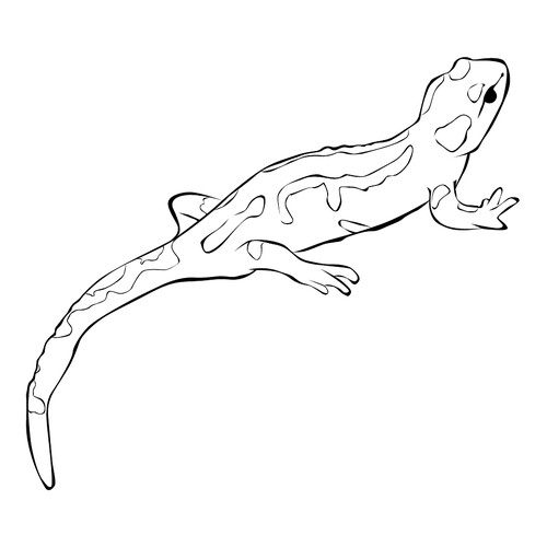 Página para colorear: Salamandra dibujo para colorear gratis de Páginas para colorear de lagartos