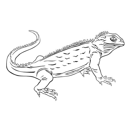 Tuatara Coloring Page free printable Lizard Coloring Pages coloring page