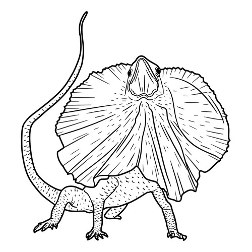 Lizard Dragon Coloring Page free printable Lizard Coloring Pages coloring page
