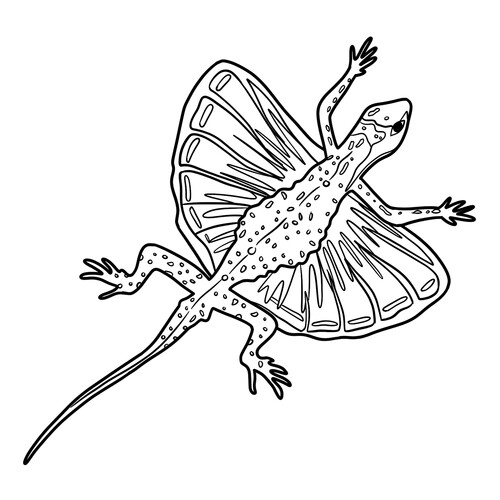 Drako the Flycatcher Lizard Coloring Page free printable Lizard Coloring Pages coloring page