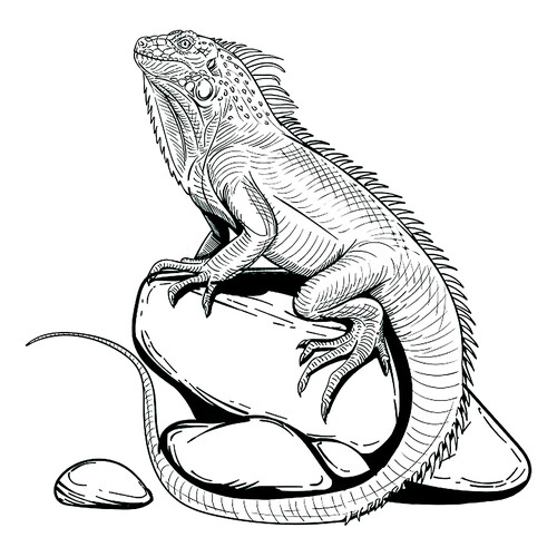 Lizard on a Rock Coloring Page free printable Lizard Coloring Pages coloring page