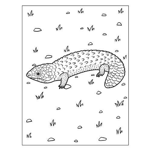 Striped Lizard Coloring Page free printable Lizard Coloring Pages coloring page