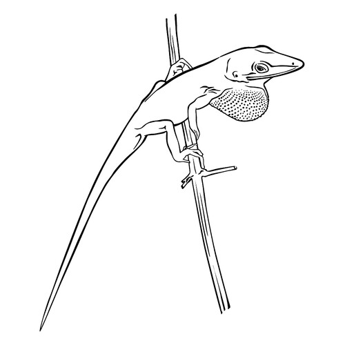 Lizard on a Branch Coloring Page free printable Lizard Coloring Pages coloring page