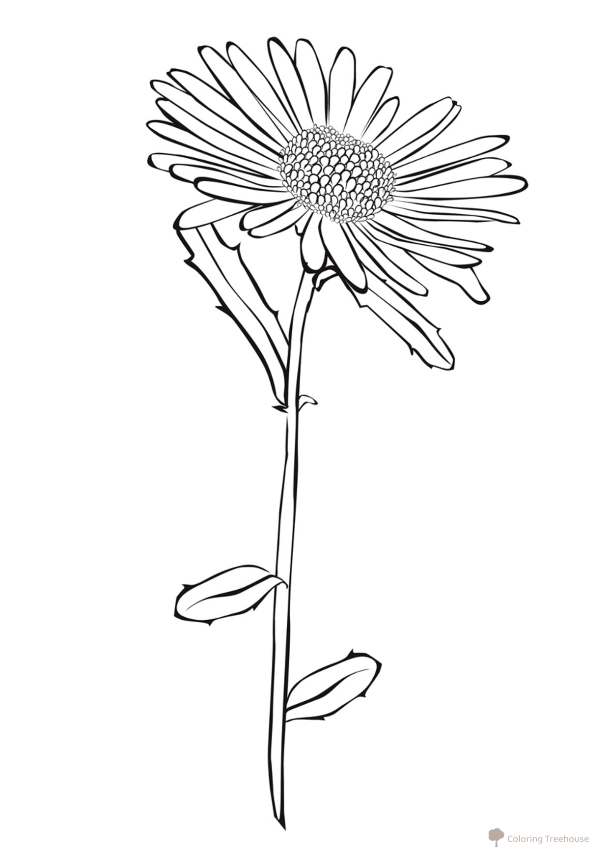 Aster Coloring Page free printable Flower Coloring Pages coloring page