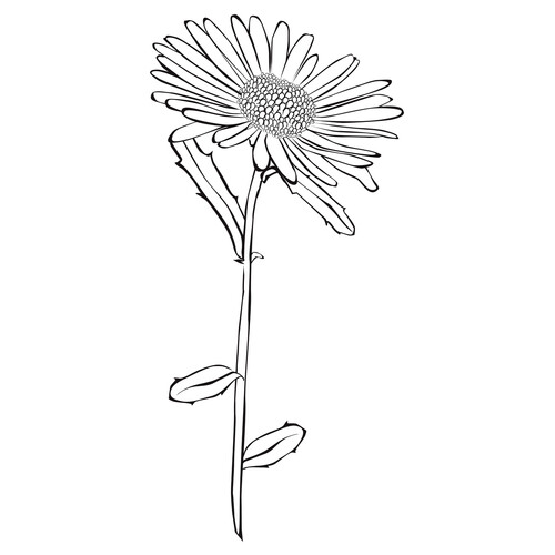 Aster Coloring Page free printable Flower Coloring Pages coloring page
