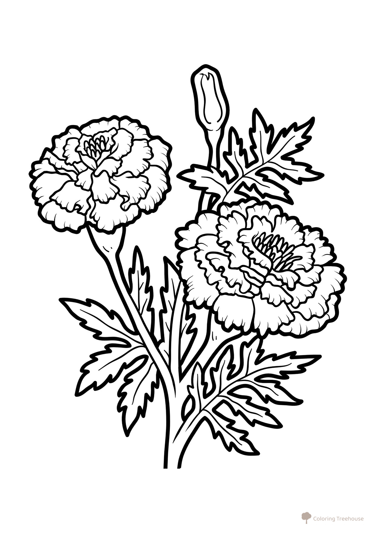 Marigold Coloring Page free printable Flower Coloring Pages coloring page