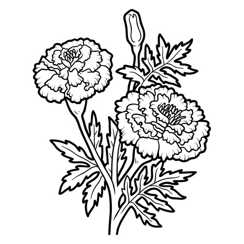 Marigold Coloring Page free printable Flower Coloring Pages coloring page