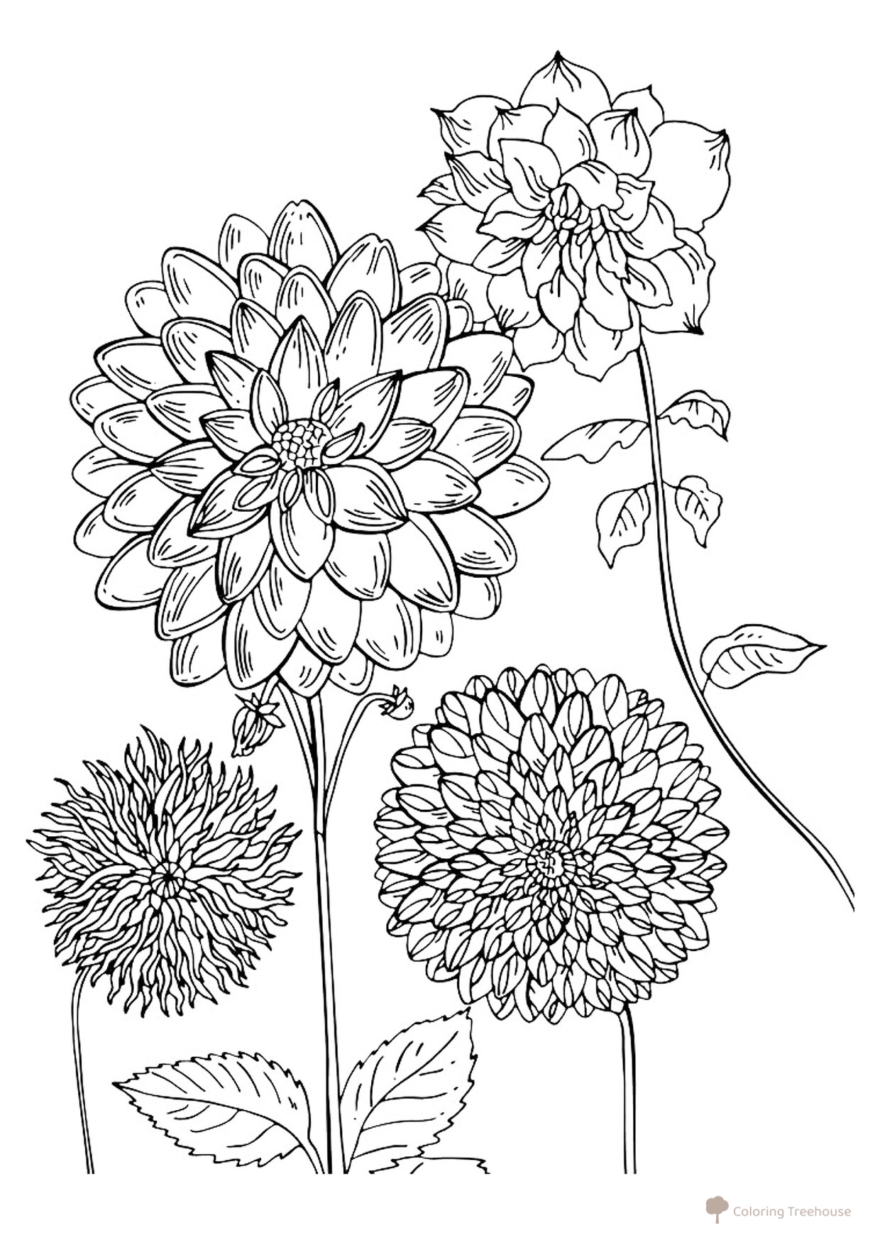 Página para colorear: Georginas dibujo para colorear gratis de Flower Coloring Pages