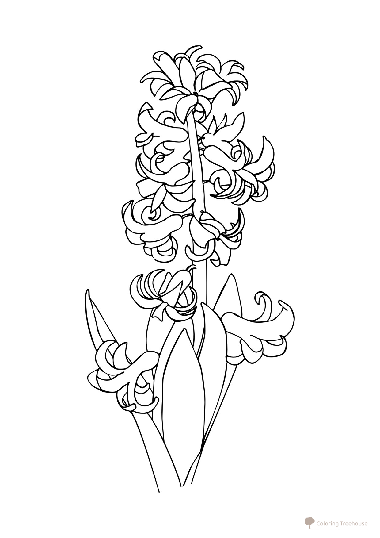 Página para colorear: Jacinto dibujo para colorear gratis de Flower Coloring Pages