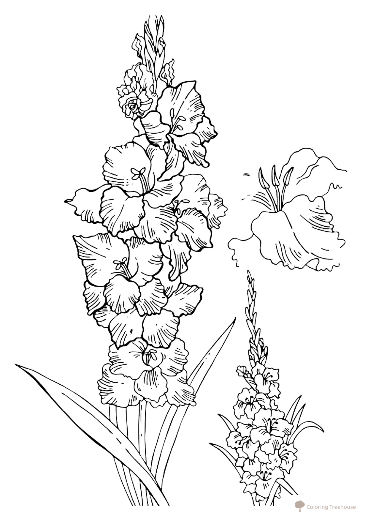 Gladiolus Coloring Page free printable Flower Coloring Pages coloring page