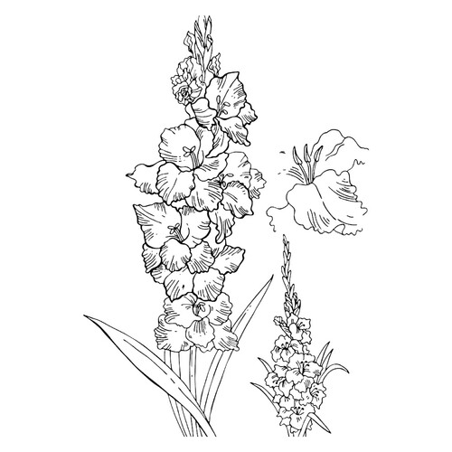 Gladiolus Coloring Page free printable Flower Coloring Pages coloring page