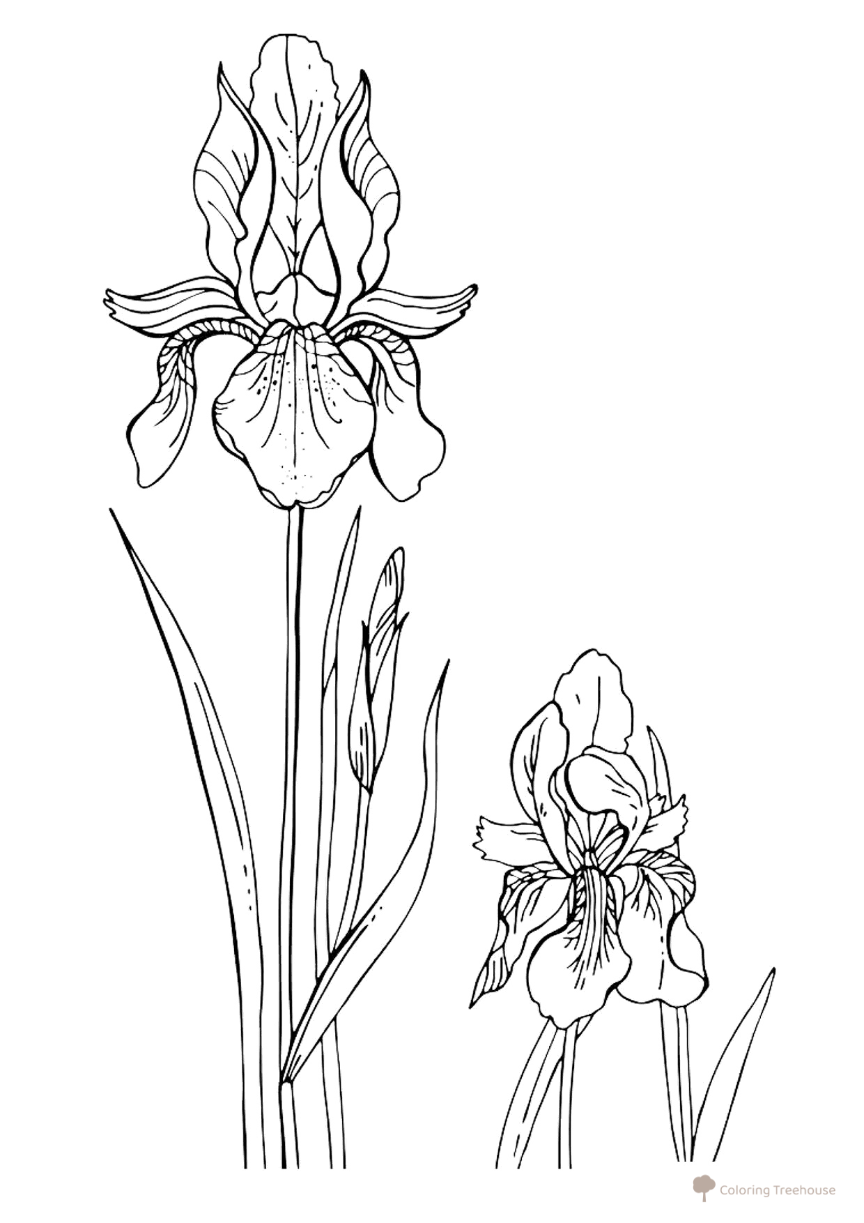 Printable Iris Coloring Page free printable Flower Coloring Pages coloring page
