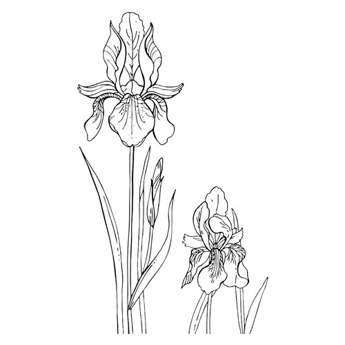 Printable Iris Coloring Page free printable Flower Coloring Pages coloring page