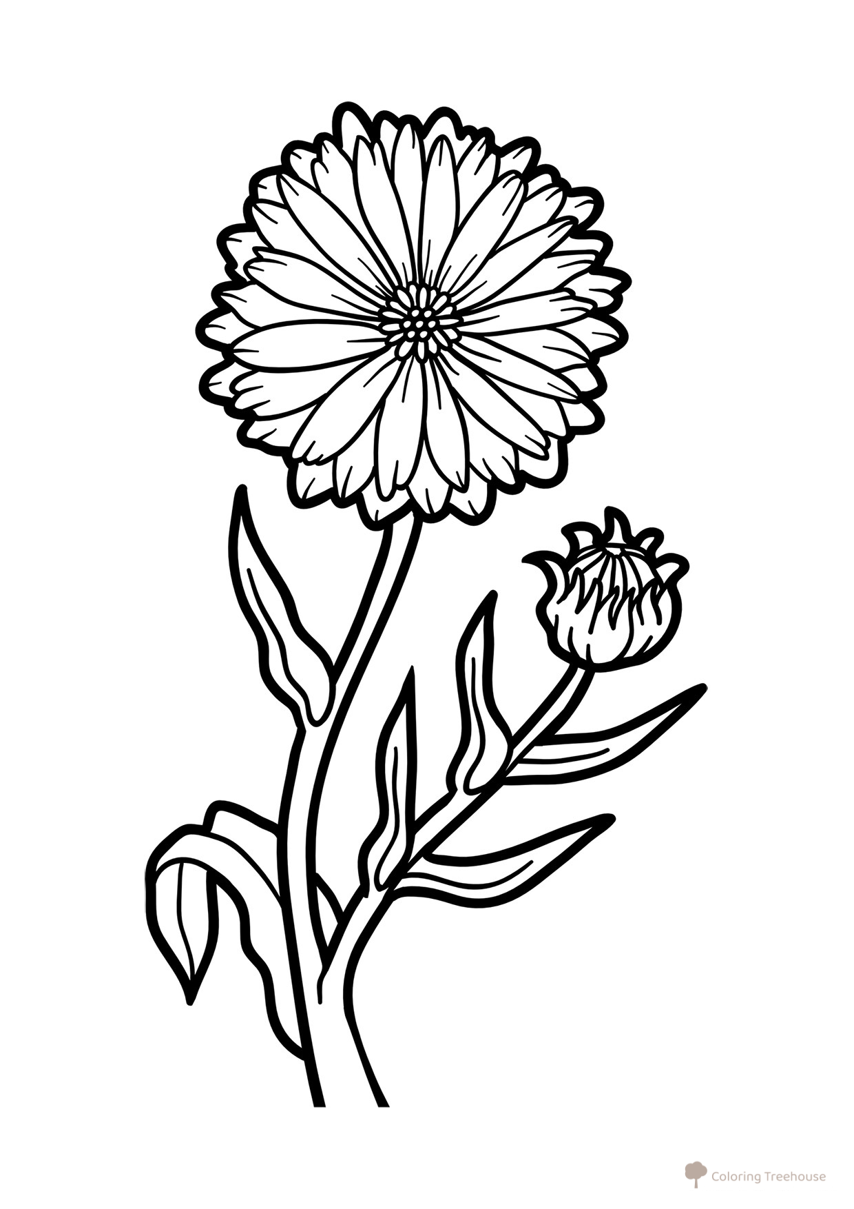 Calendula Coloring Page free printable Flower Coloring Pages coloring page