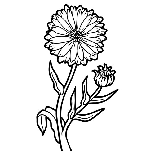 Calendula Coloring Page free printable Flower Coloring Pages coloring page