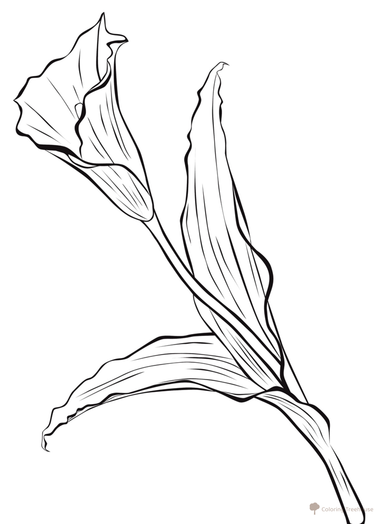 Calla Lily Coloring Page free printable Flower Coloring Pages coloring page