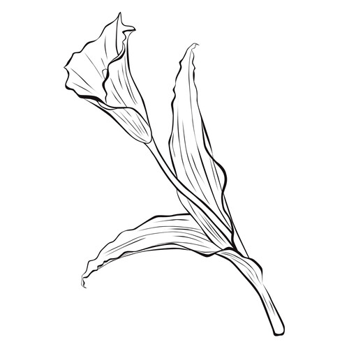 Calla Lily Coloring Page free printable Flower Coloring Pages coloring page