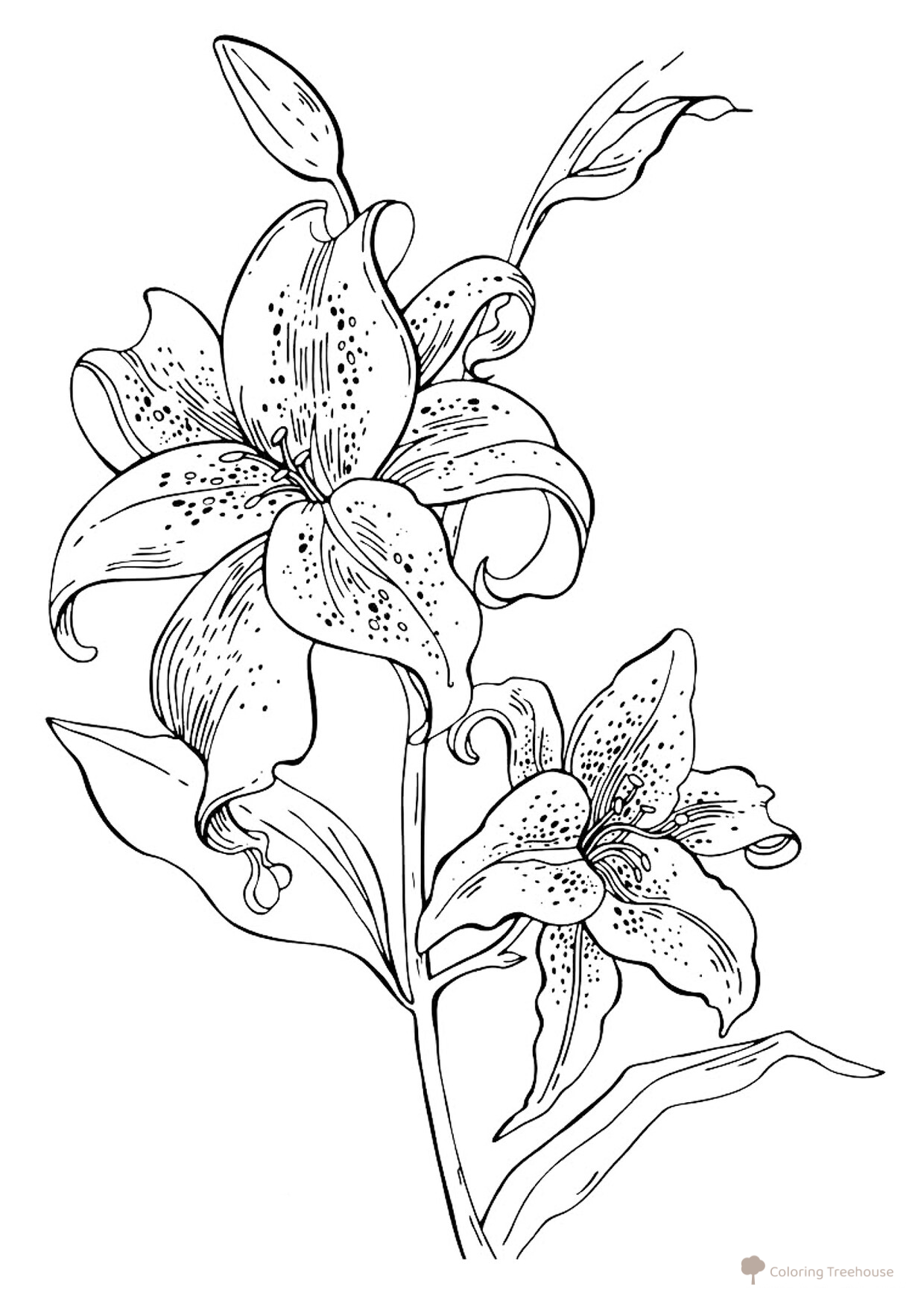 Página para colorear: Lirios dibujo para colorear gratis de Flower Coloring Pages