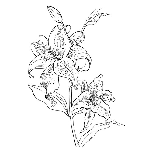 Página para colorear: Lirios dibujo para colorear gratis de Flower Coloring Pages