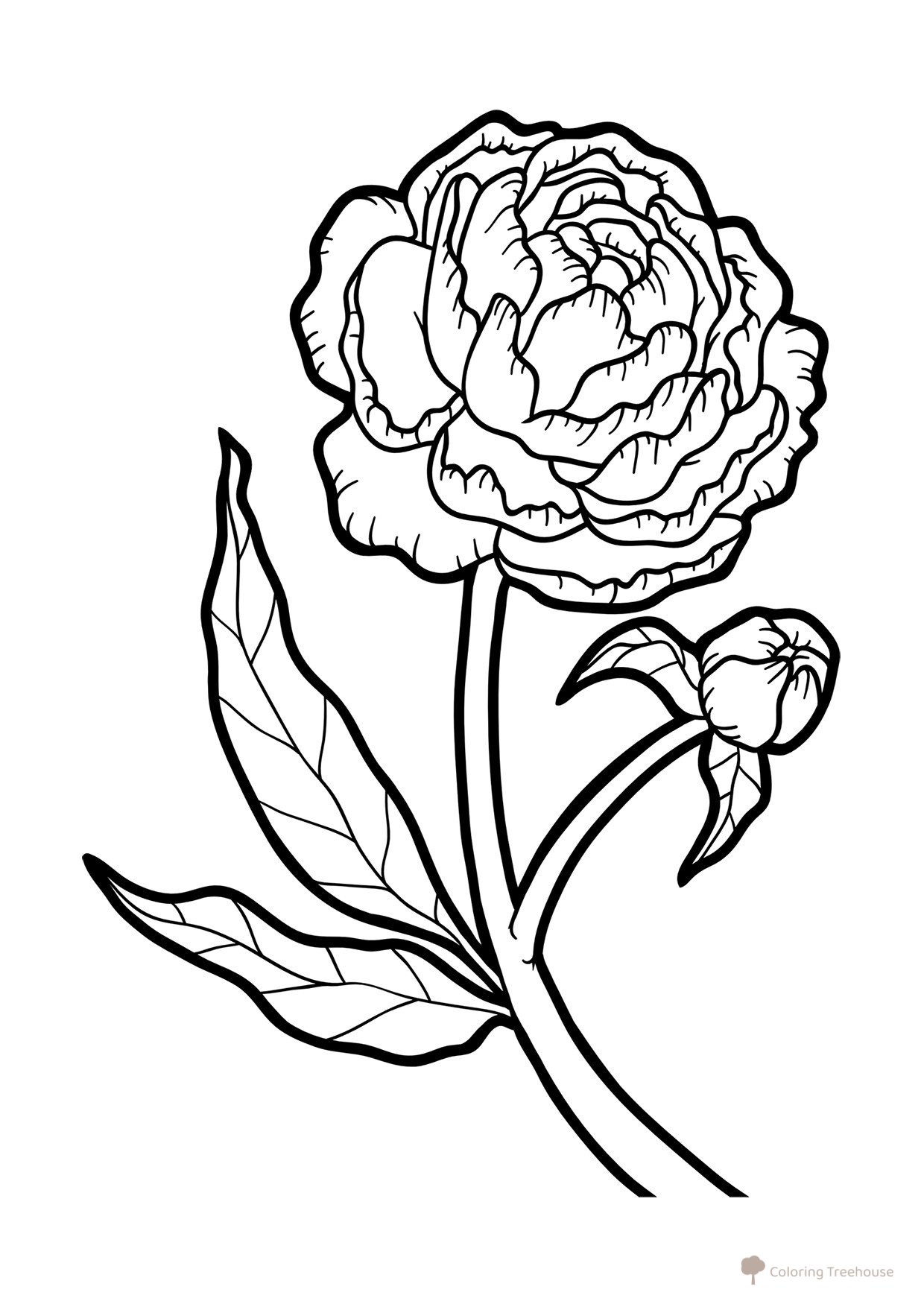 Página para colorear: Peonía dibujo para colorear gratis de Flower Coloring Pages