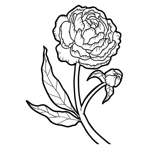 Página para colorear: Peonía dibujo para colorear gratis de Flower Coloring Pages