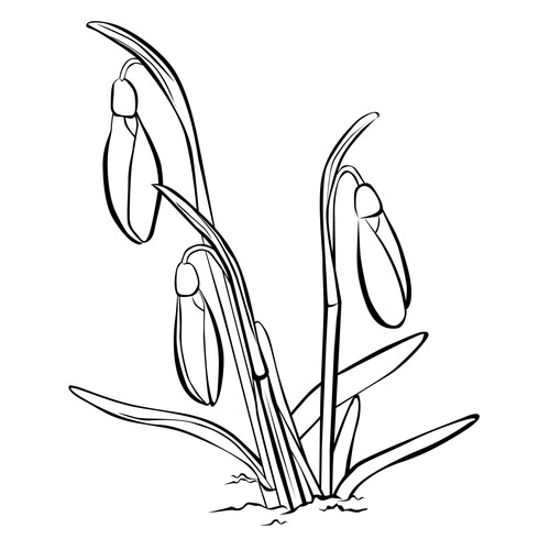 Snowdrop Coloring Page free printable Flower Coloring Pages coloring page
