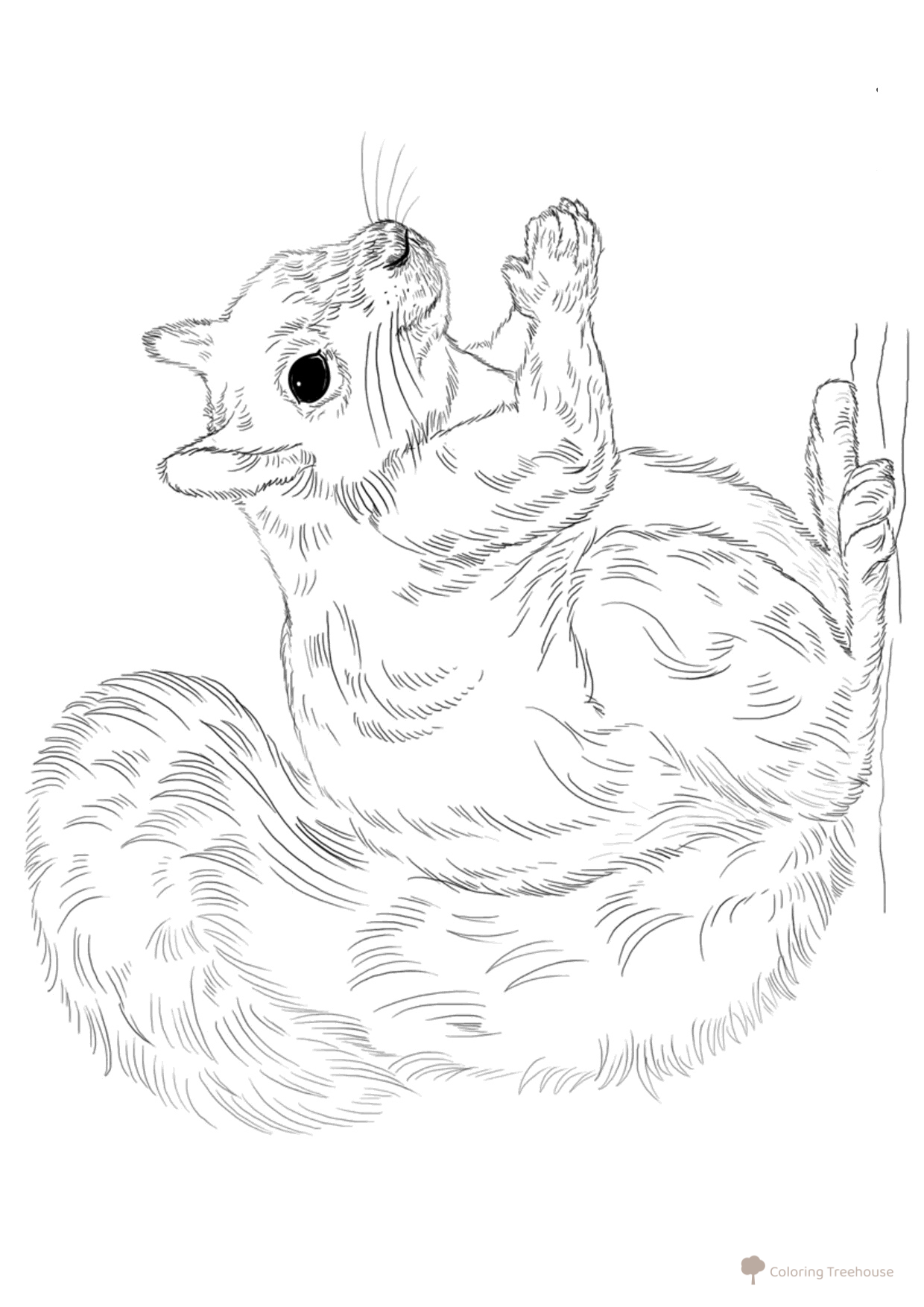 Carolina Squirrel Coloring Page free printable Wild Animal Coloring Pages coloring page