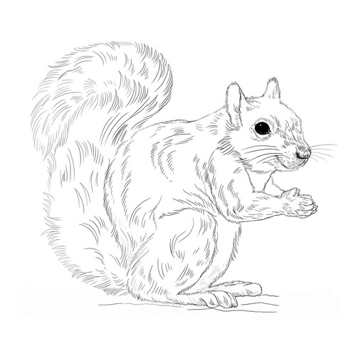 Carolina Squirrel Coloring Page free printable Wild Animal Coloring Pages coloring page