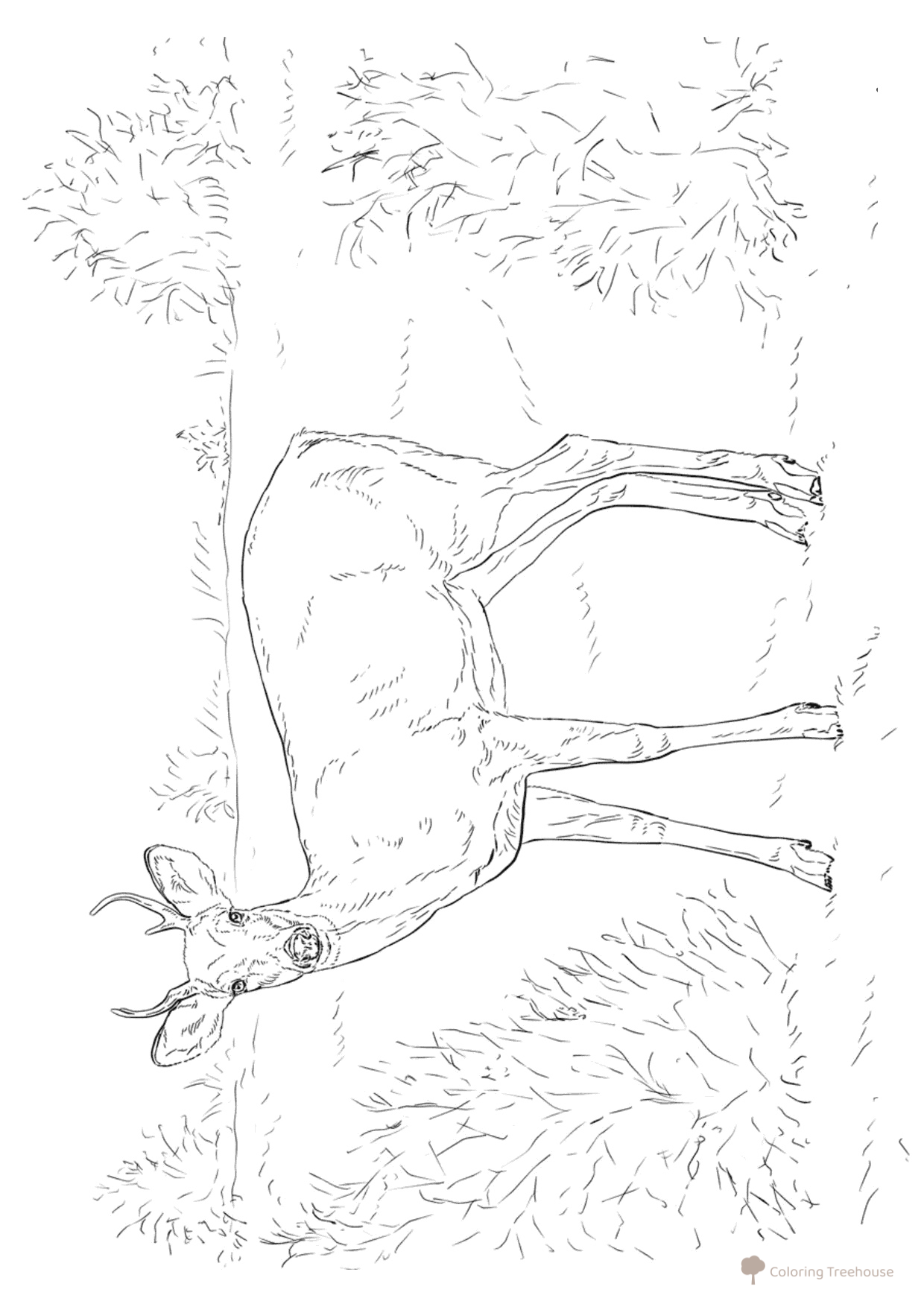 Deer in a Meadow Coloring Page free printable Wild Animal Coloring Pages coloring page