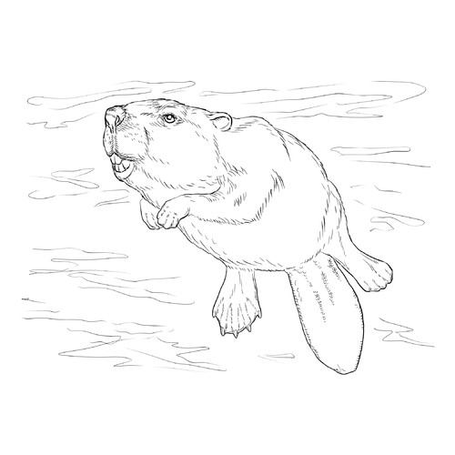 Página para colorear: Castor nadando dibujo para colorear gratis de Páginas para colorear de animales salvajes