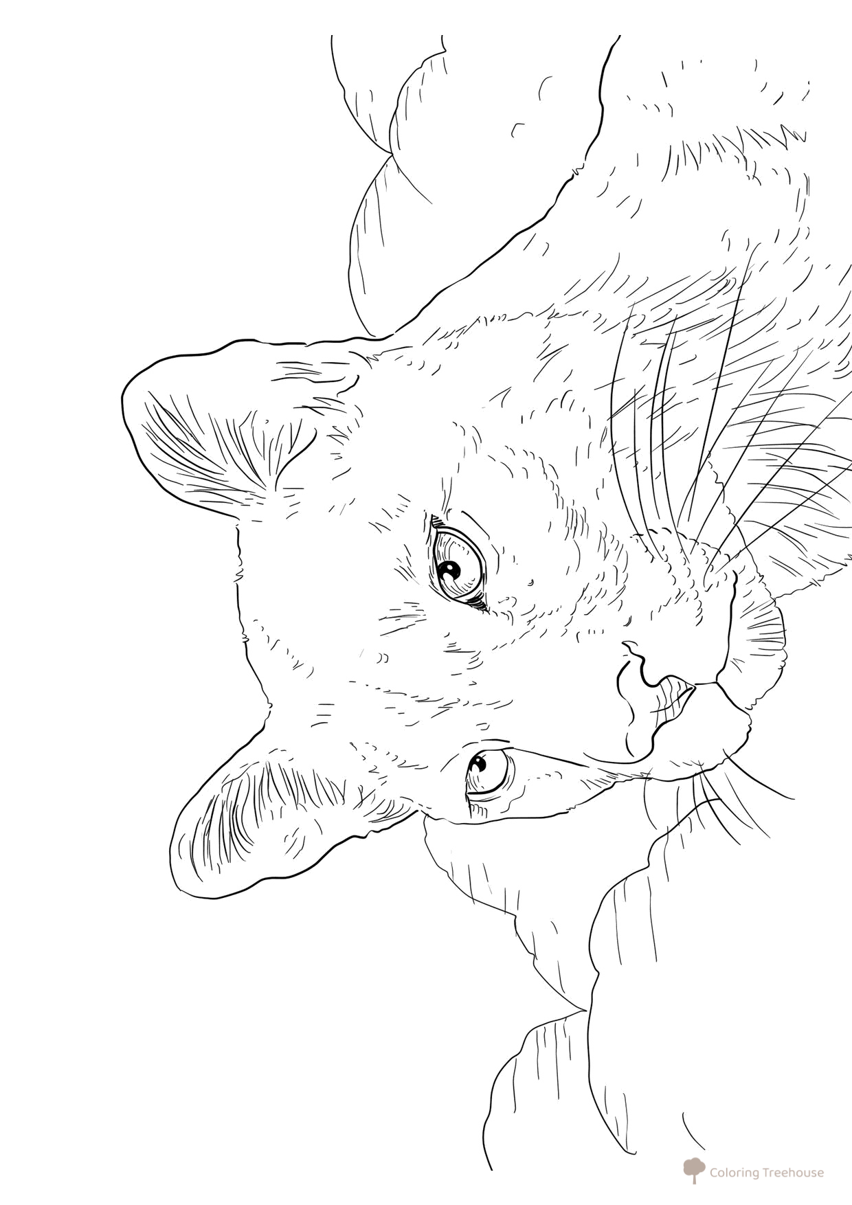 Puma — página para colorear dibujo para colorear gratis de Páginas para colorear de animales salvajes
