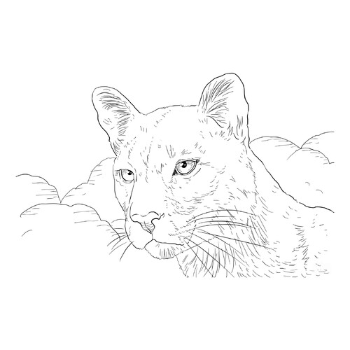 Puma — página para colorear dibujo para colorear gratis de Páginas para colorear de animales salvajes