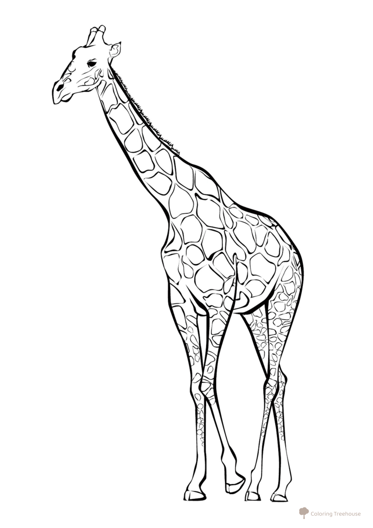 Página para colorear: Jirafa dibujo para colorear gratis de Páginas para colorear de animales salvajes