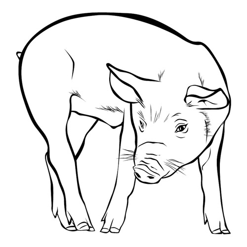 Página para colorear: Cerdo dibujo para colorear gratis de Páginas para colorear de animales domésticos