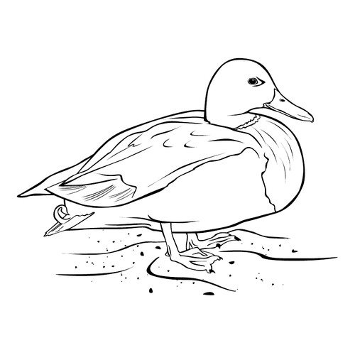 Página para colorear: Pato dibujo para colorear gratis de Páginas para colorear de animales domésticos