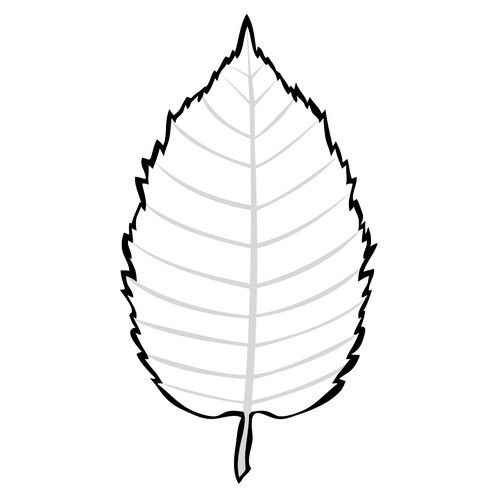 Birch Leaf Coloring Page free printable Leaf Coloring Pages coloring page