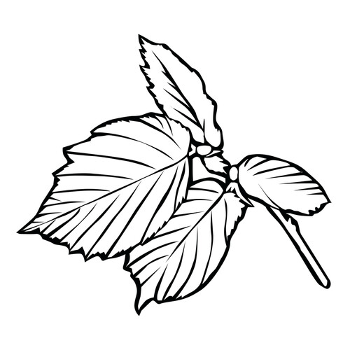 Royal Leaf Coloring Page free printable Leaf Coloring Pages coloring page
